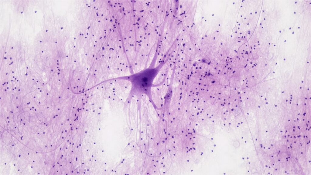 What Is an Action Potential? The Electrical Pulse That Runs Your Nervous System