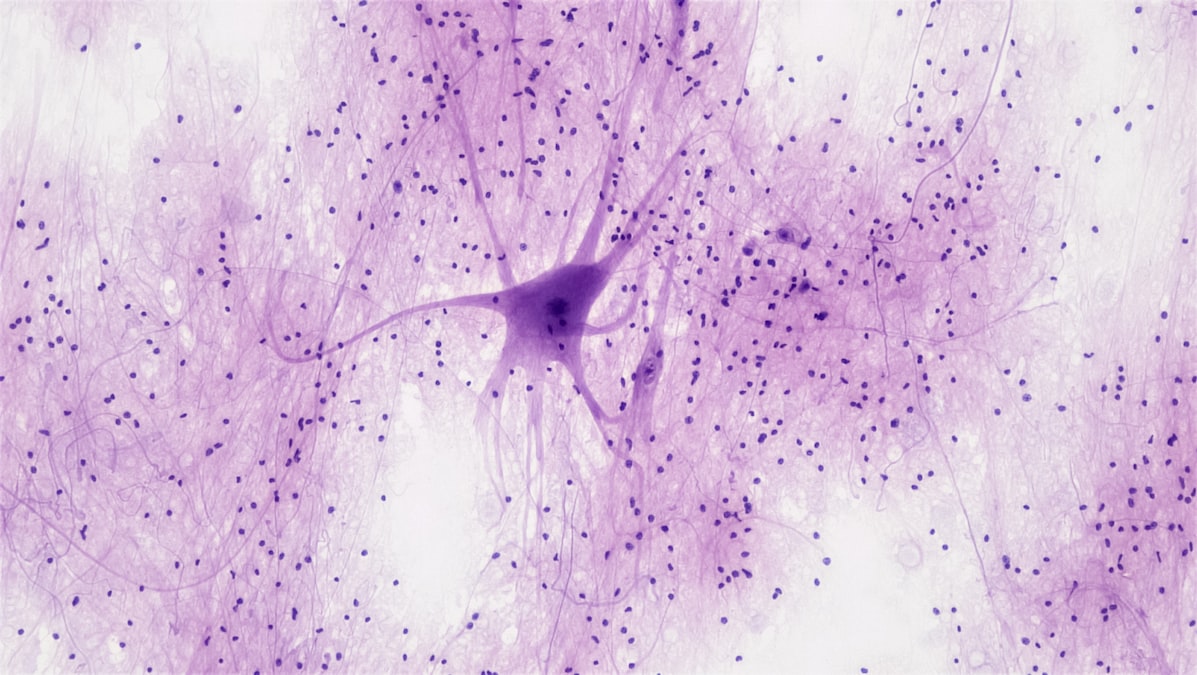 What Is an Action Potential? The Electrical Pulse That Runs Your Nervous System