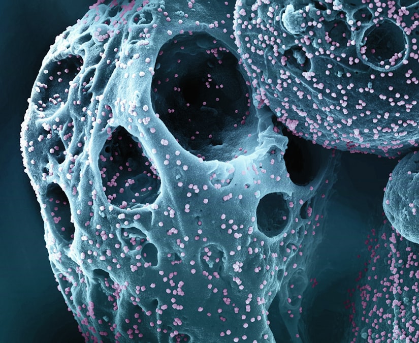 Bioelectric Gradients Determine Left-Right Body Symmetry Before the Heart Beats