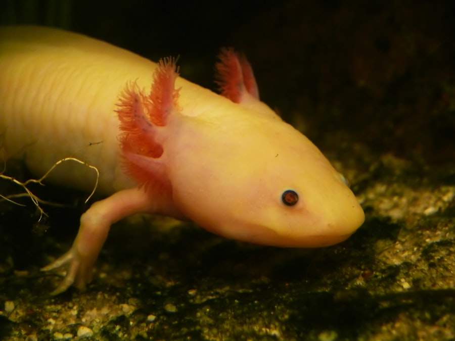 Axolotls Can Regrow Entire Limbs — Scientists Are Figuring Out the Electrical Blueprint