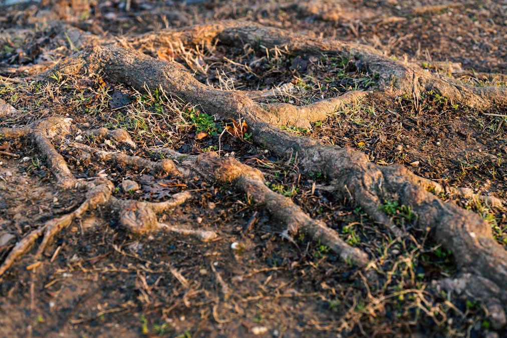 How Plants Talk to Each Other Through Underground Electrical Signals