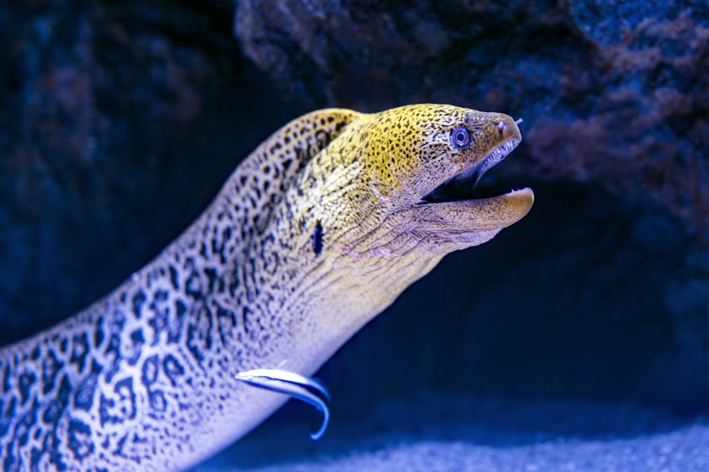 Electric eel — Photo by David Clode on Unsplash