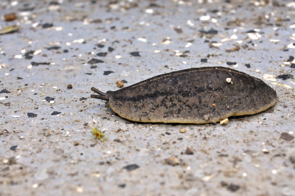 a slug is laying on the ground in the dirt