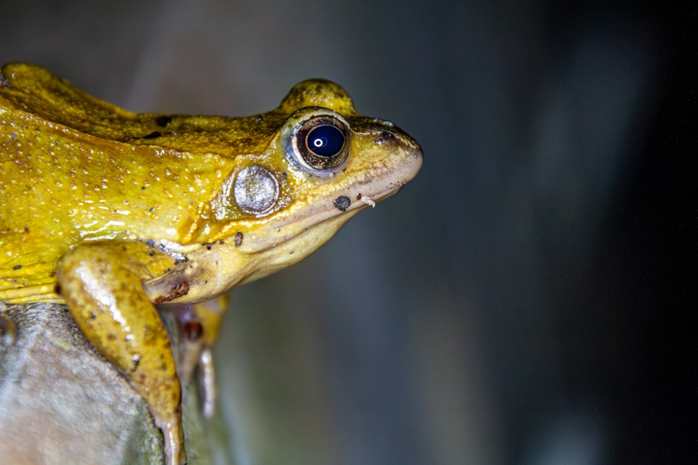 A close-up of a green frog's head
