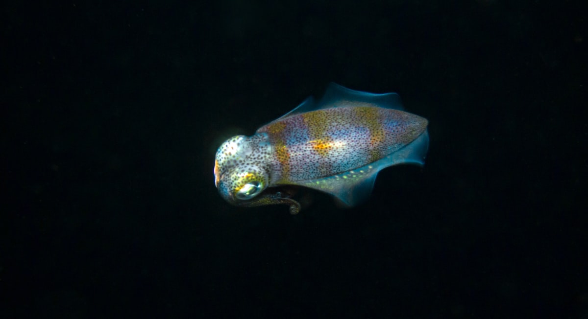 a fish that is swimming in the water
