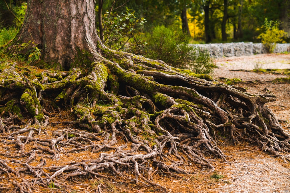 Exposed tree roots covered in green moss spreading across a forest floor