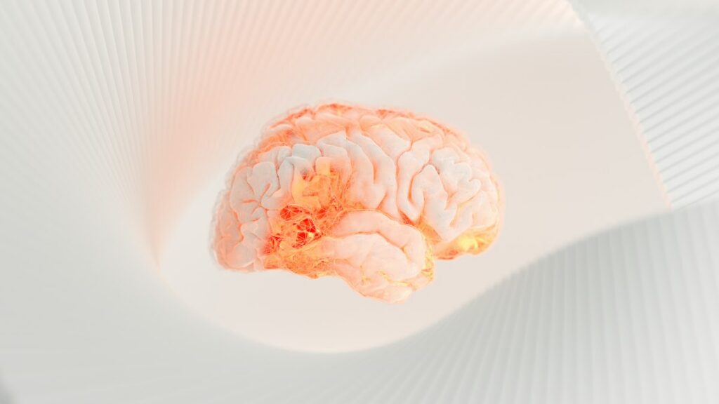 a close up of a human brain on a white surface