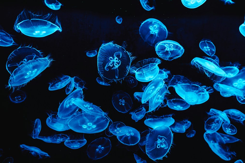A bunch of blue jellyfish floating in the water